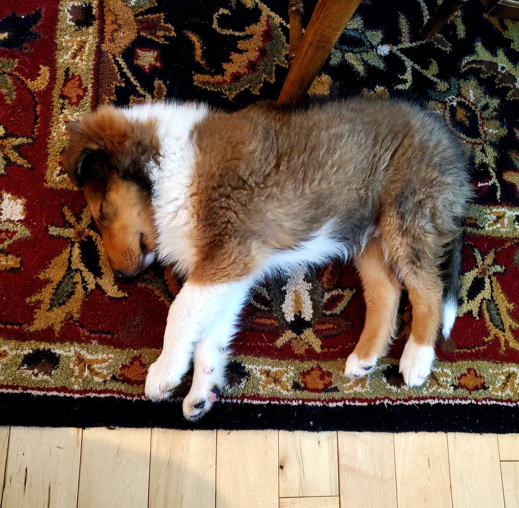 image Scotch Collie puppies Image
